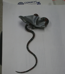 Pliocercus elapoides