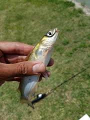 Ictalurus punctatus