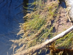 Fontinalis sphagnifolia