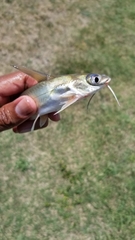 Ictalurus punctatus