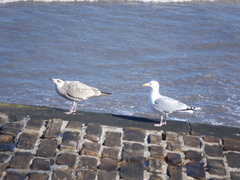 Larus argentatus