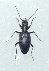 Asaphidion