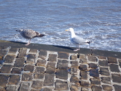 Larus argentatus