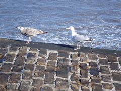 Larus argentatus