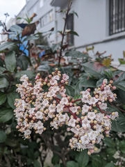 Viburnum tinus