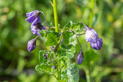 Solanum xanti hoffmannii