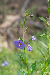 Solanum xanti hoffmannii