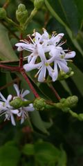 Heptacodium miconioides