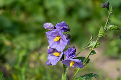 Solanum xanti hoffmannii