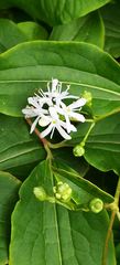 Heptacodium miconioides