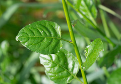 Solanum xanti hoffmannii