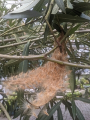 Nerium oleander