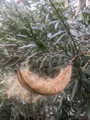 Nerium oleander
