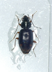 Bembidion biguttatum