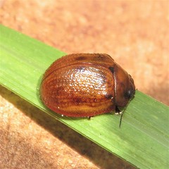 Trachymela catenata