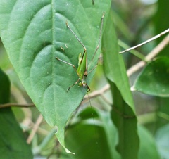 Engonia