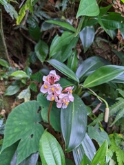 Begonia broussonetiifolia