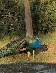 Pavo cristatus