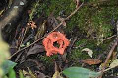 Clathrus cristatus