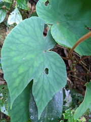 Begonia broussonetiifolia
