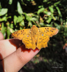 Myscelus amystis epigona