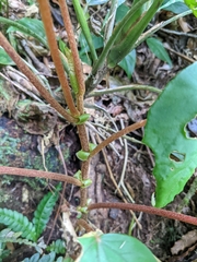 Begonia broussonetiifolia