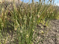 Cyperus laevigatus