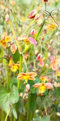 Epimedium alpinum