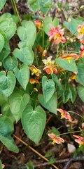 Epimedium alpinum