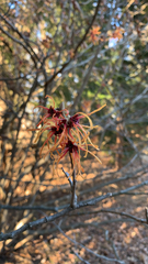 Hamamelis vernalis