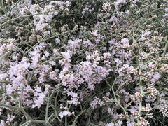 Limonium tuberculatum
