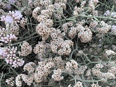 Limonium tuberculatum