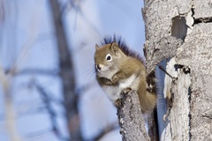 Tamiasciurus hudsonicus