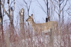 Odocoileus virginianus