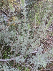 Lavandula stoechas