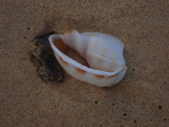 Phalium bandatum