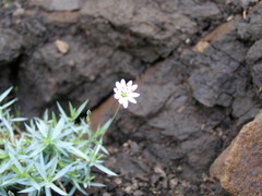 Stellaria dahurica