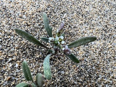 Lobularia libyca