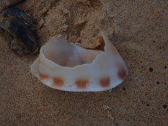 Phalium bandatum