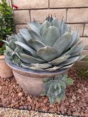Agave parryi truncata