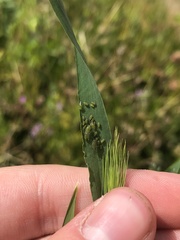 Aphididae