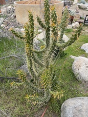 Austrocylindropuntia