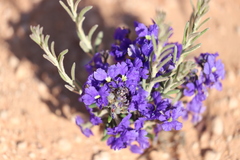 Dampiera lanceolata lanceolata