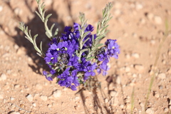 Dampiera lanceolata lanceolata
