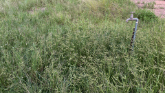 Dactyloctenium australe