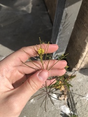 Sisymbrium irio