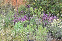Trifolium hirtum