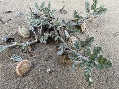 Neurada procumbens