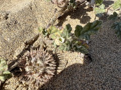 Neurada procumbens