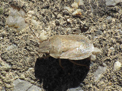 Sciocoris maculatus